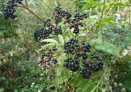Бузина травянистая (лат. Sambucus ebulus), в ягодах