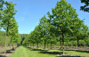 Липа мелколистная (лат. Tilia cordata), семена