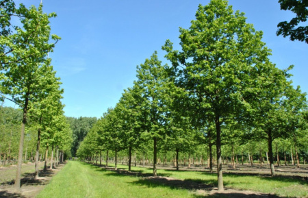 Липа мелколистная (лат. Tilia cordata), семена
