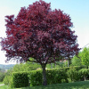 Черемуха пурпурнолистная Шуберт (лат. Prunus padus x Prunus virginiana 'Shubert'), семена