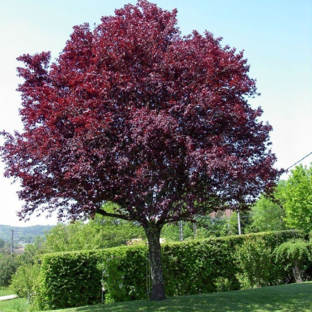 Черемуха пурпурнолистная Шуберт (лат. Prunus padus x Prunus virginiana 'Shubert'), семена
