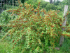 Лох зонтичный (лат. Elaeagnus umbellata), семена