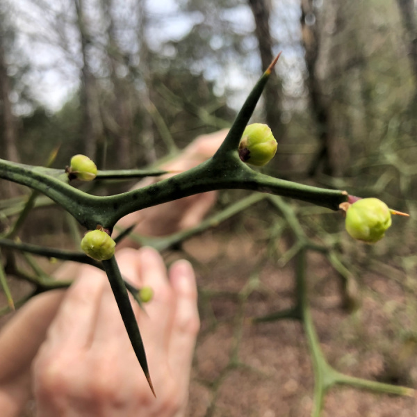 Понцирус Трифолиата, или Колючий лимон (лат. Poncirus trifoliata), семена