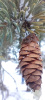 Ель сербская (лат. Picea omorika), семена