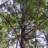 Тис китайский (лат. Taxus chinensis), семена