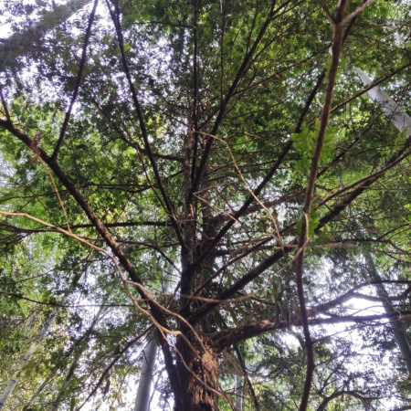 Тис китайский (лат. Taxus chinensis), семена