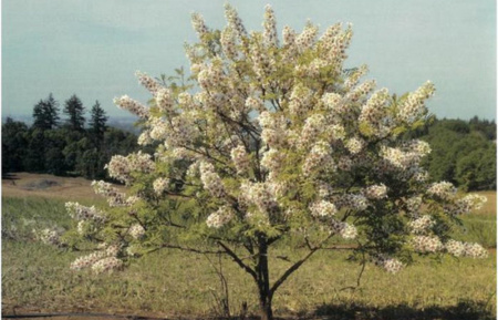 Чекалкин орех, или Ксантоцерас рябинолистный (лат. Xanthoceras sorbifolium) 10 шт, семена