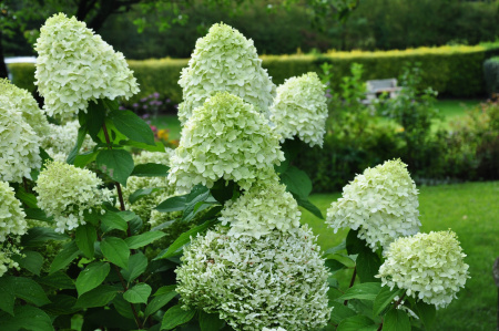 Гортензия метельчатая Лаймлайт (лат. Hydrangea paniculata 'Limelight')