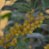 Лох зонтичный (лат. Elaeagnus umbellata), семена