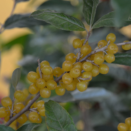 Лох зонтичный (лат. Elaeagnus umbellata), семена