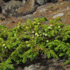 Можжевельник сибирский (лат. Juniperus sibirica), семена