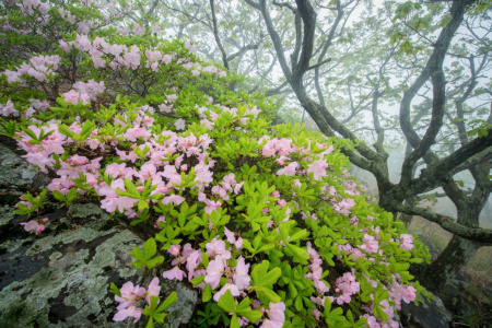 Рододендрон Шлиппенбаха ф.розовая (Rhododendron schlippenbachii f.rosea), семена 0,05 грамм