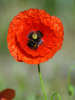 Мак самосейка (лат. Papaver rhoeas), 1000 шт