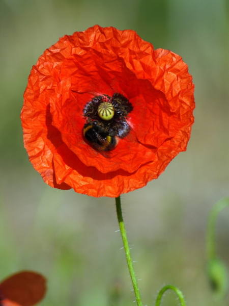 Мак самосейка (лат. Papaver rhoeas), 1000 шт