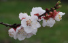 Абрикос обыкновенный (лат. Prunus armeniaca), сеянец, 1 шт 