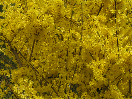 Форзиция свисающая (лат. Forsythia suspensa), семена
