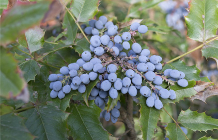 Магония падуболистная (лат. Mahonia aquifolium), семена
