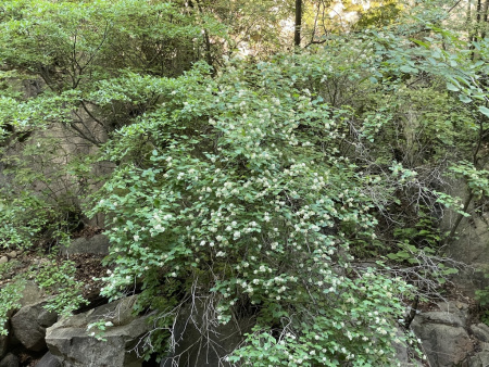 Пузыреплодник амурский (лат. Physocarpus amurensis), семена