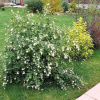 Снежноягодник белый (лат. Symphoricarpos albus), семена