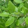 Дуб пробковый (лат. Quercus suber) 10 шт, семена 