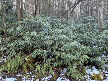 Рододендрон крупнейший (Rhododendron maximum), семена 0,2 грамма