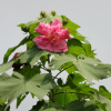 Гибискус изменчивый (лат. Hibiscus mutabilis), семена