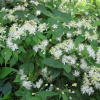 Клематис короткохвостый, или ломонос короткохвостый (лат. Clematis brevicaudata), семена