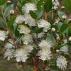 Мирт обыкновенный (лат. Myrtus communis) в ягодах, семена 