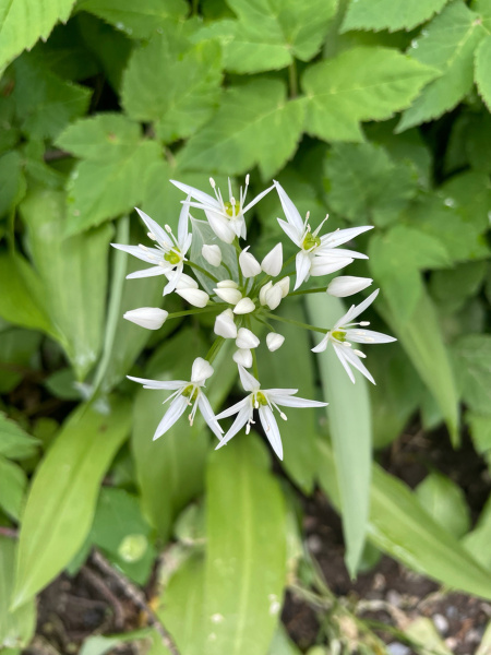Черемша медвежий лук (лат. Allium ursinum), семена
