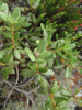 Рододендрон мелколистный (лат. Rhododendron parvifolium), семена 0,02 грамма