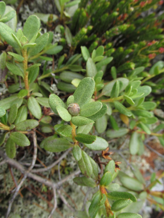 Рододендрон мелколистный (лат. Rhododendron parvifolium), семена 0,02 грамма