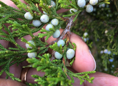 Можжевельник виргинский, или вирджинский (лат. Juniperus virginiana), семена