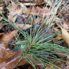 Сосна веймутова, или белая восточная (лат. Pinus strobus), семена
