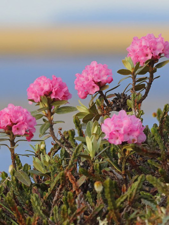 Рододендрон Адамса, или Саган Дали (лат. Rhododendron adamsii), семена 0,02 грамма