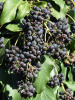 Плющ обыкновенный (лат. Hedera helix), семена