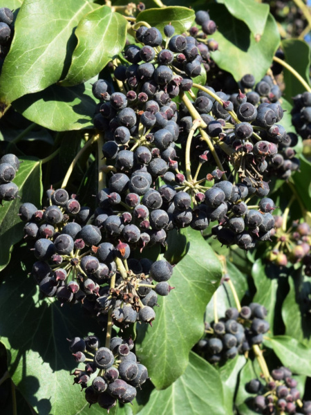 Плющ обыкновенный (лат. Hedera helix), семена