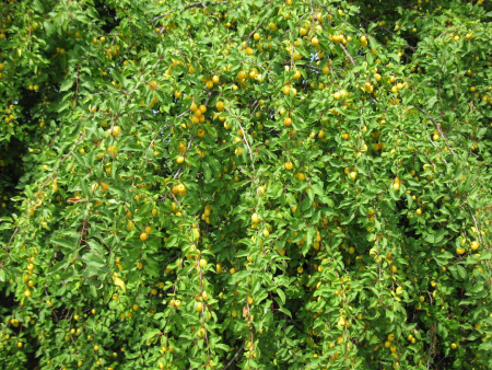 Алыча, или слива растопыренная желтые плоды (лат. Prunus cerasifera), семена