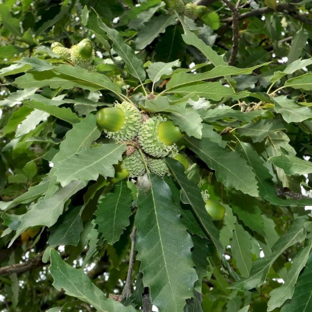 Дуб каштанолистный (лат. Quercus castaneifolia), семена 