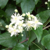 Клематис виноградолистный, или Ломонос виноградолистный (лат. Clematis vitalba), семена