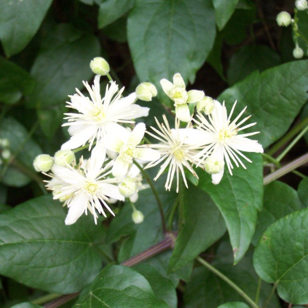 Клематис виноградолистный, или Ломонос виноградолистный (лат. Clematis vitalba), семена