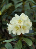 Рододендрон кавказский Флавидум (лат. Rhododеndron caucаsicum 'Flavidum'), семена 0,05 грамм