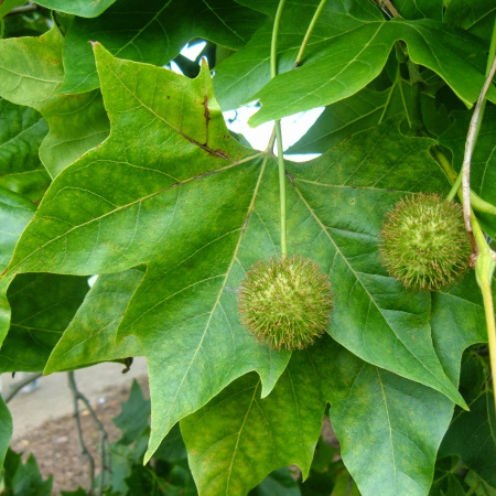 Платан кленолистный, или гибридный (лат. Platanus × hispanica), семена 
