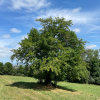 Рябина домашняя крупноплодная крымская (лат. Sorbus domestica)