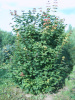 Клен завитой (лат. Acer circinatum), семена