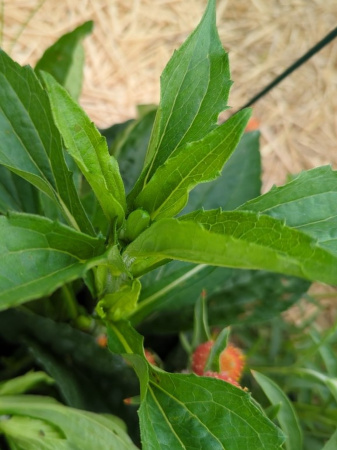 Эхинацея пурпурная (лат. Echinacea purpurea), семена 100 шт