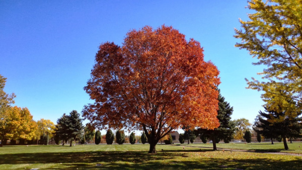 Ясень американский 'Autumn Purple' (лат. Fraxinus americana 'Autumn Purple'), семена