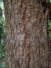 Кедр атласский (лат. Cedrus atlantica), семена