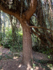 Кедр атласский (лат. Cedrus atlantica), семена