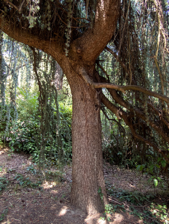 Кедр атласский (лат. Cedrus atlantica), семена