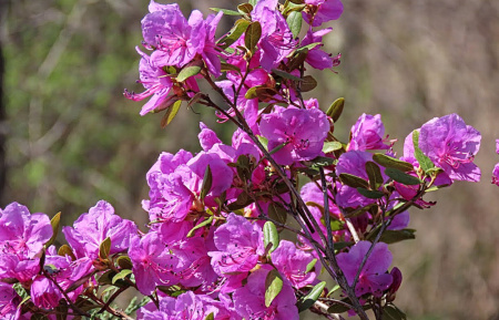 Рододендрон даурский гибридный Стаккато (лат. Rhododendron x dauricum) 0,2 грамма, семена